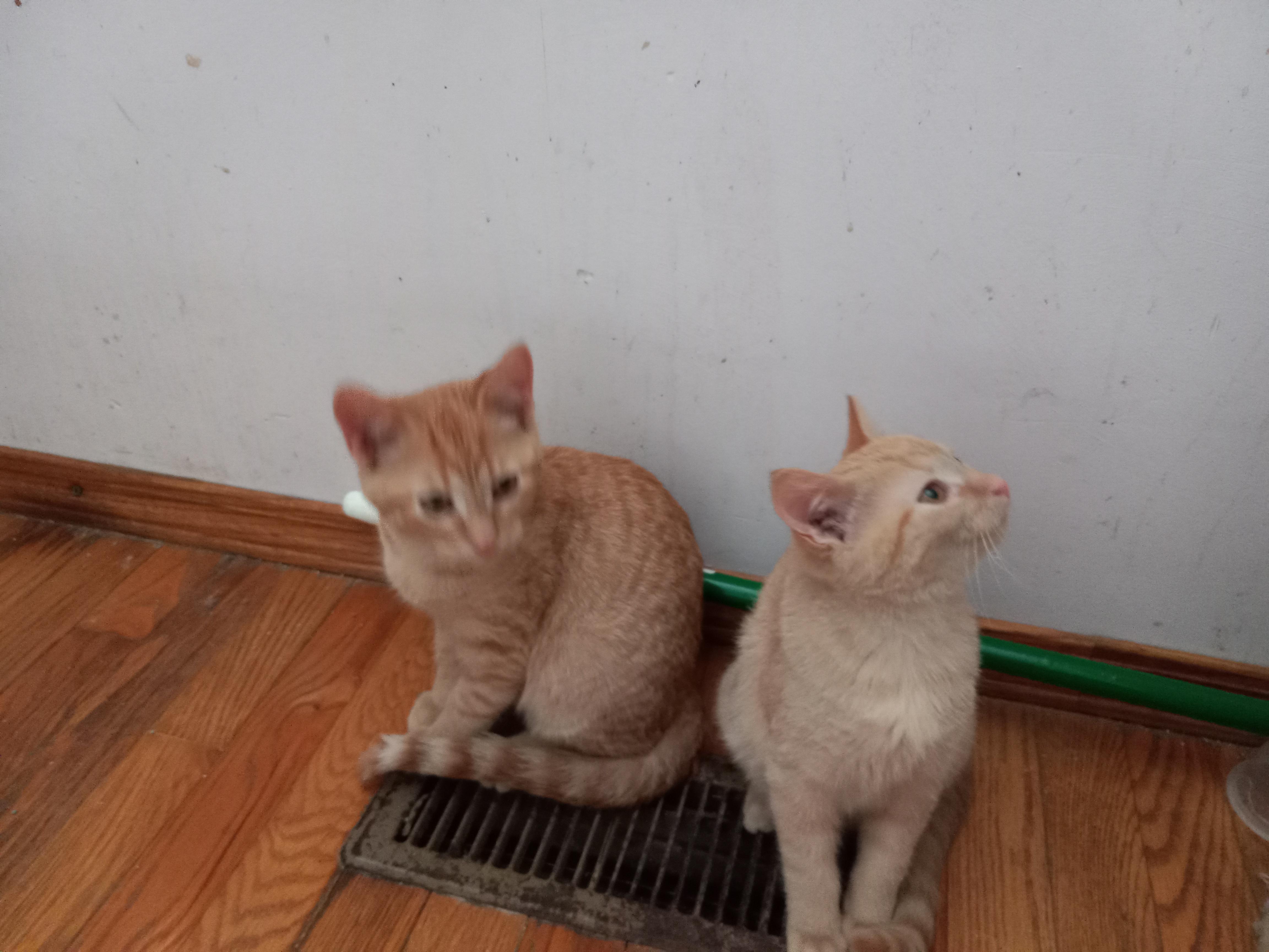 Enlarge Fips, a Adopted Domestic Short Hair in Midland, MI image 4/6