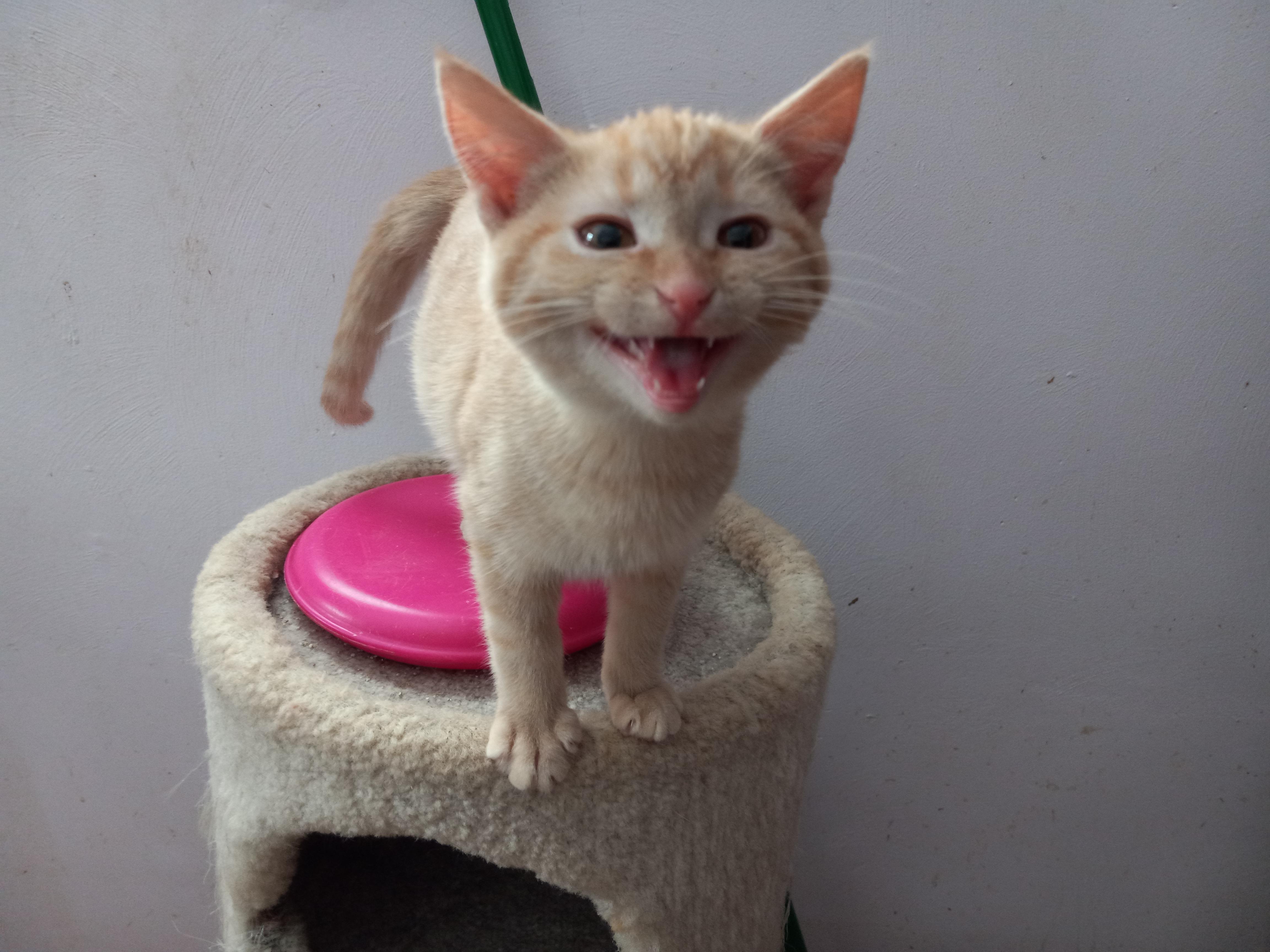 Enlarge Fips, a Adopted Domestic Short Hair in Midland, MI image 6/6