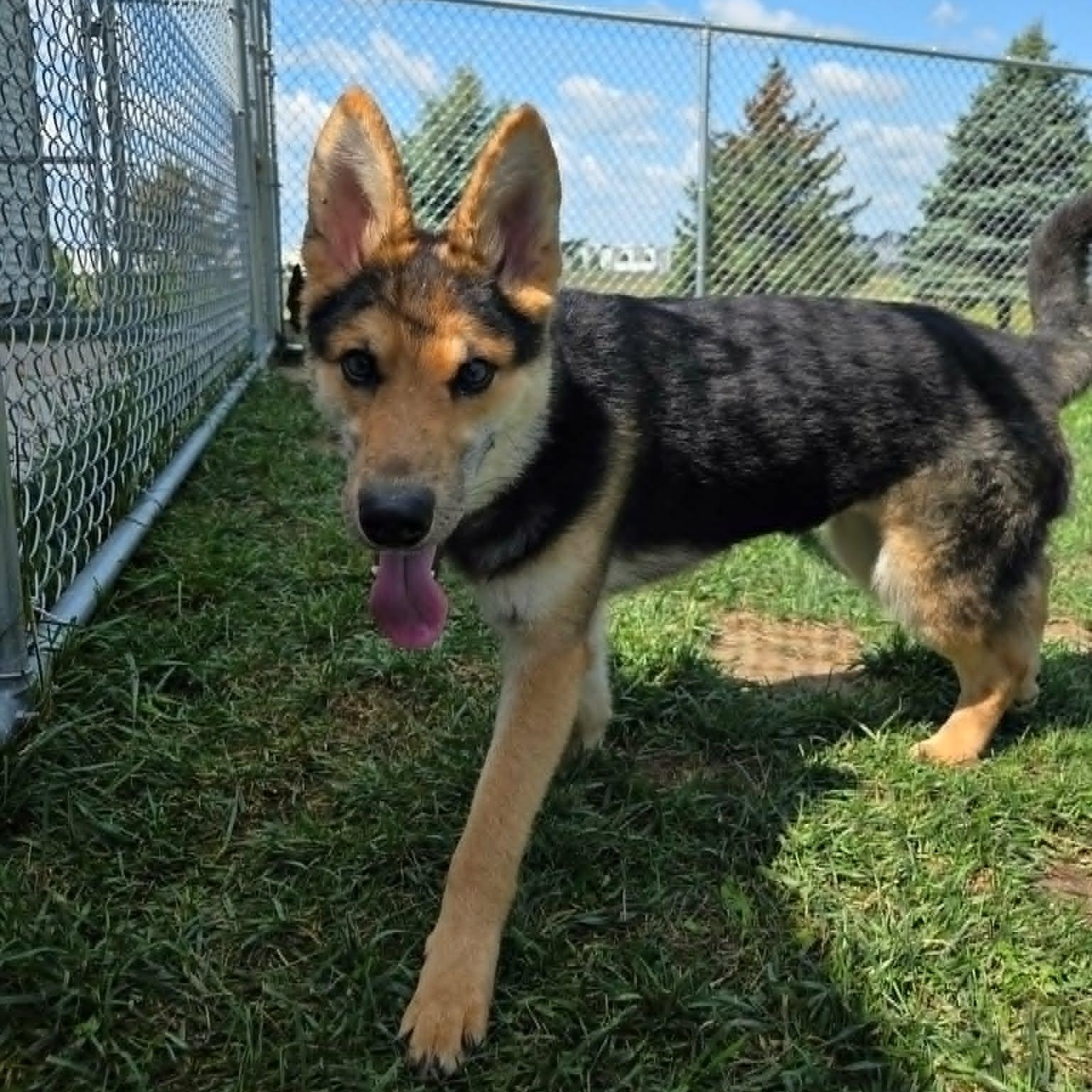 Enlarge Rue, a Adoptable mixed breed in Watertown, WI image 3/4