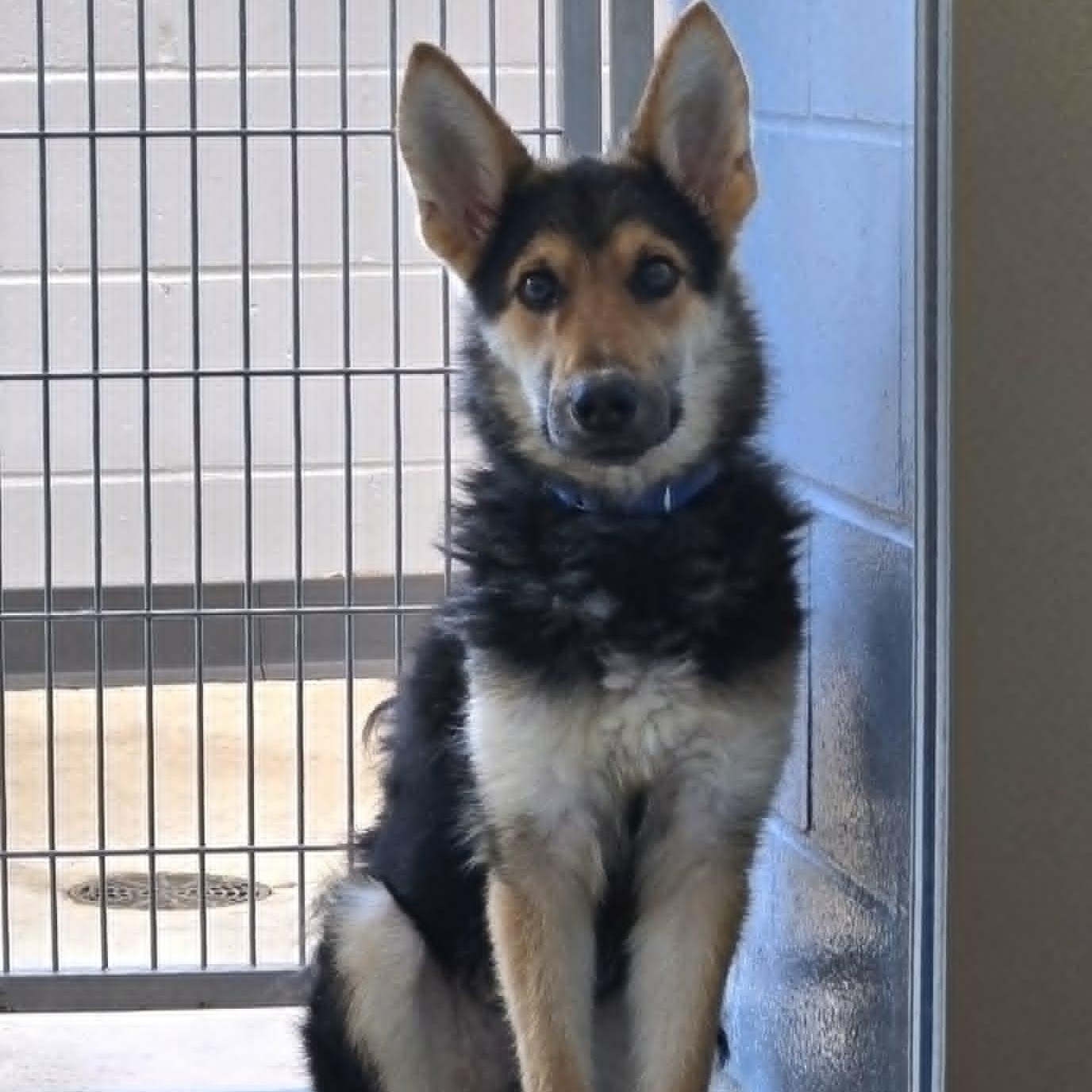 Enlarge Rue, a Adoptable mixed breed in Watertown, WI image 4/4