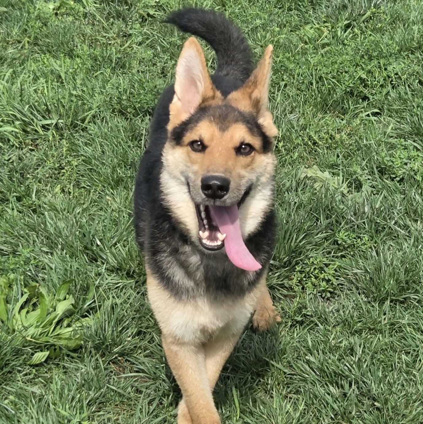 Rue, Adoptable, Young Female Shepherd.