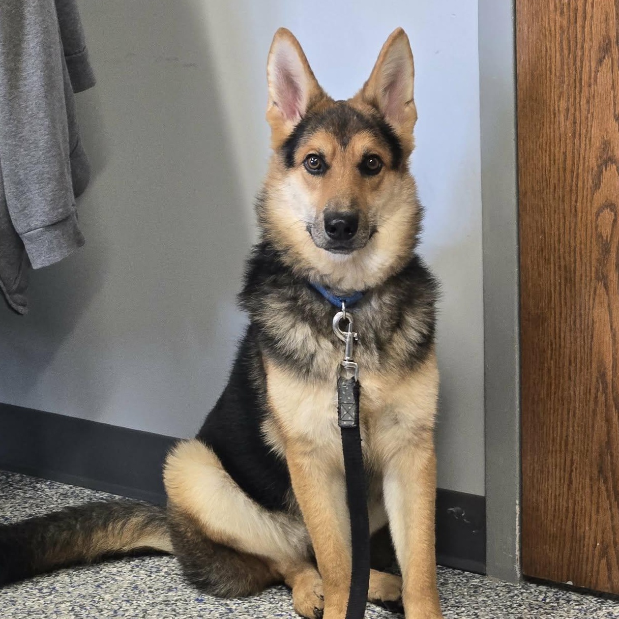 Enlarge Rue, a Adoptable mixed breed in Watertown, WI image 2/4