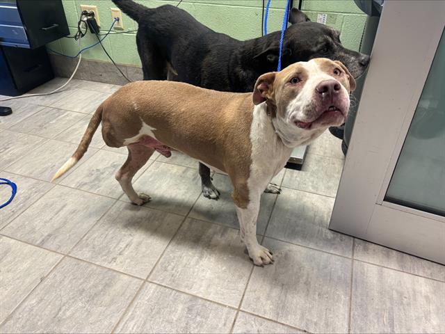 TANK, Adoptable, Adult Male American Staffordshire Terrier & Mixed Breed.
