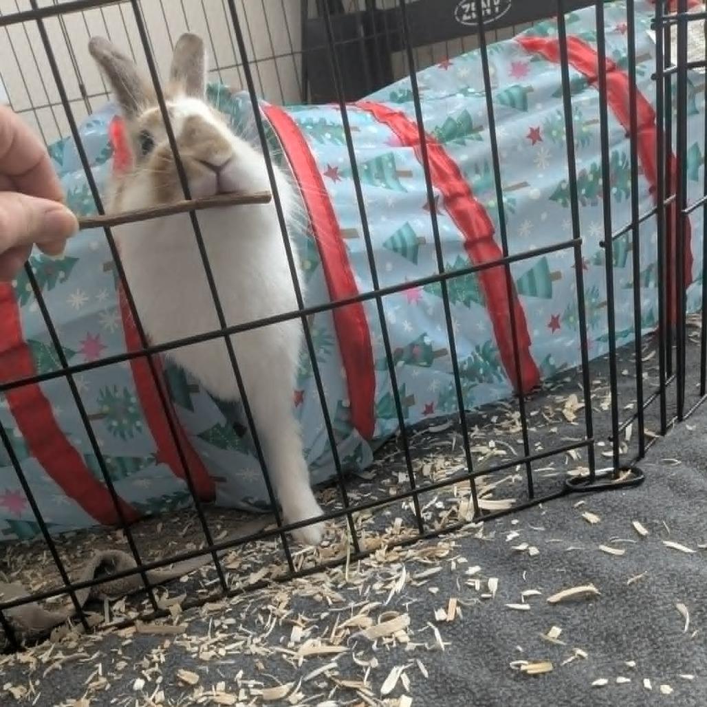 Marshall, a Adoptable Bunny Rabbit in West Olive, MI image 1/6