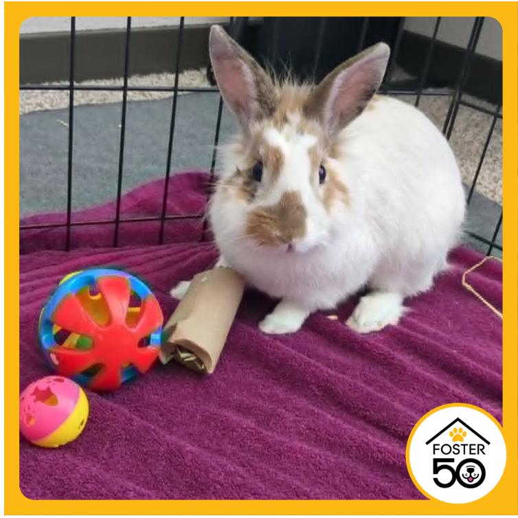 Marshall, a Adoptable Bunny Rabbit in West Olive, MI image 2/6