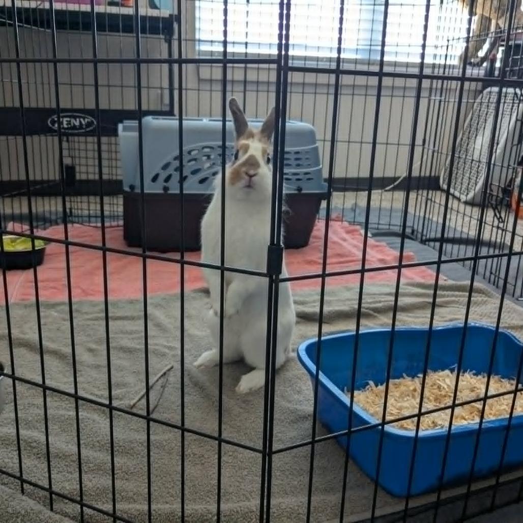 Marshall, a Adoptable Bunny Rabbit in West Olive, MI image 3/6
