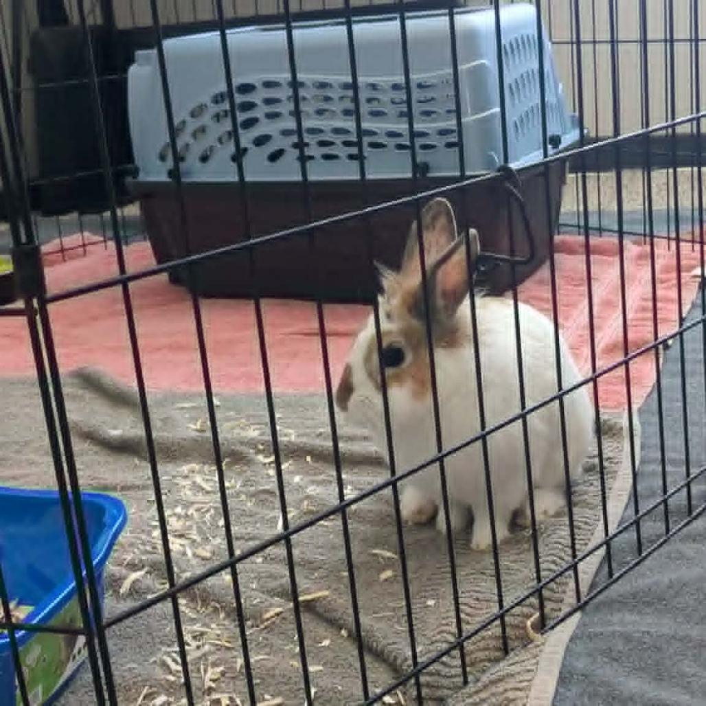 Marshall, a Adoptable Bunny Rabbit in West Olive, MI image 4/6
