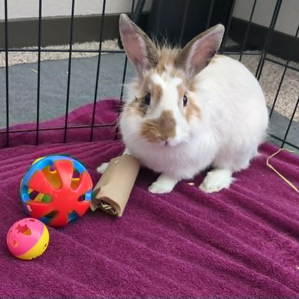 Marshall, a Adoptable Bunny Rabbit in West Olive, MI image 5/6