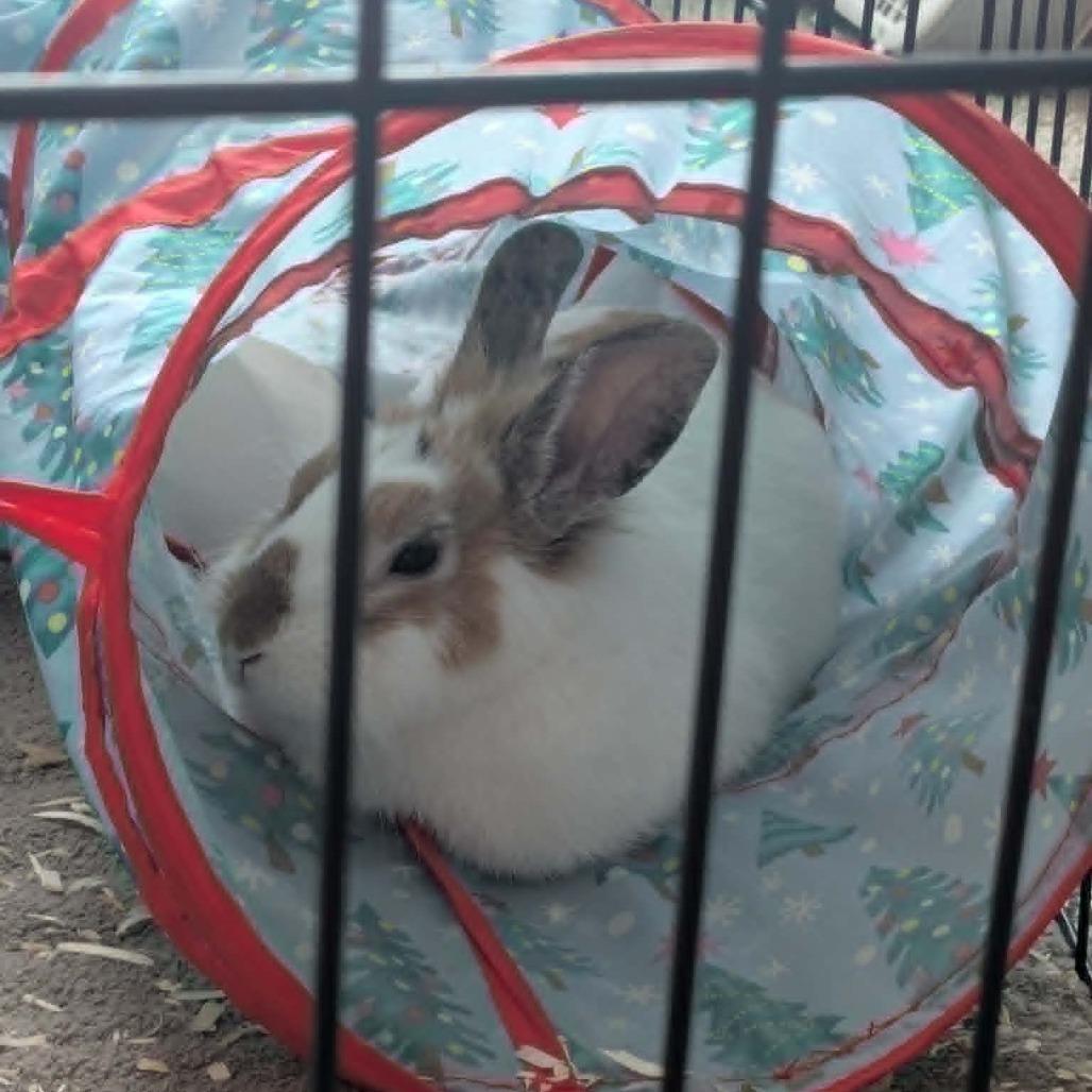 Marshall, a Adoptable Bunny Rabbit in West Olive, MI image 6/6