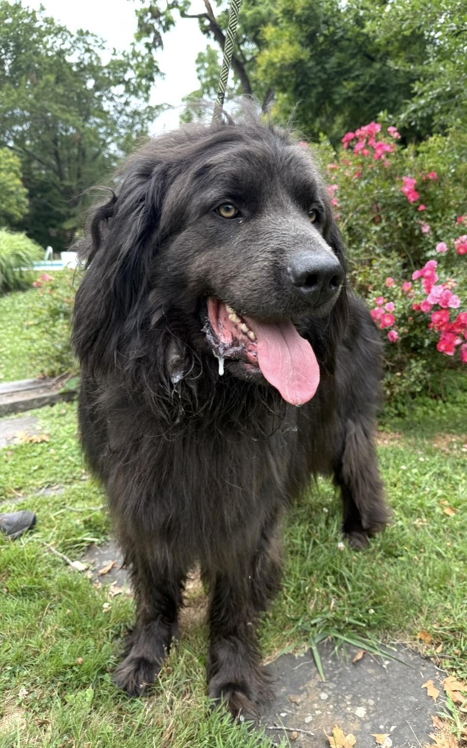 Titan, a ADOPTABLE Newfoundland Dog in Mendham, NJ image 1/3