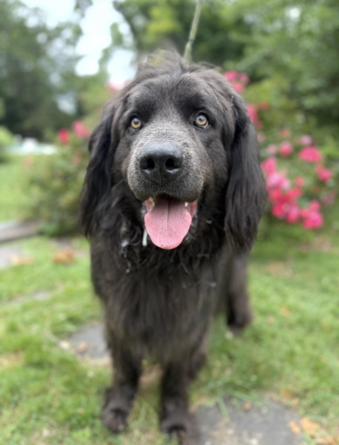 Titan, a ADOPTABLE Newfoundland Dog in Mendham, NJ image 2/3