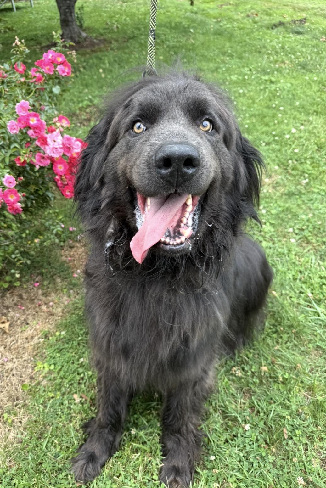 Titan, a ADOPTABLE Newfoundland Dog in Mendham, NJ image 3/3