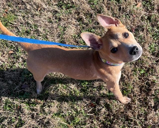 Enlarge Bambi, a Adopted Mixed Breed in Goodlettsville, TN image 2/6