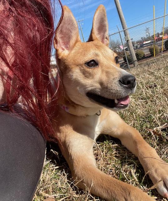 Enlarge Bambi, a Adopted Mixed Breed in Goodlettsville, TN image 4/6