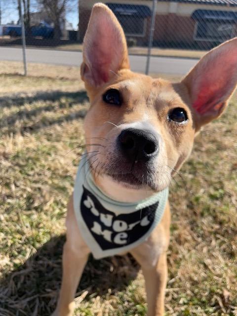 Enlarge Bambi, a Adopted Mixed Breed in Goodlettsville, TN image 1/6