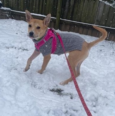 Enlarge Bambi, a Adopted Mixed Breed in Goodlettsville, TN image 5/6