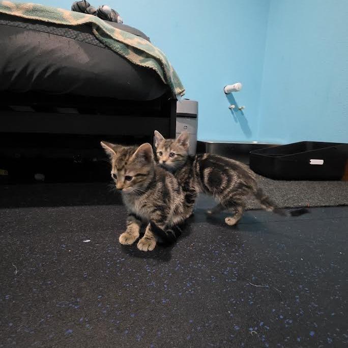 Ripley, Adoptable, Kitten Male Domestic Short Hair.