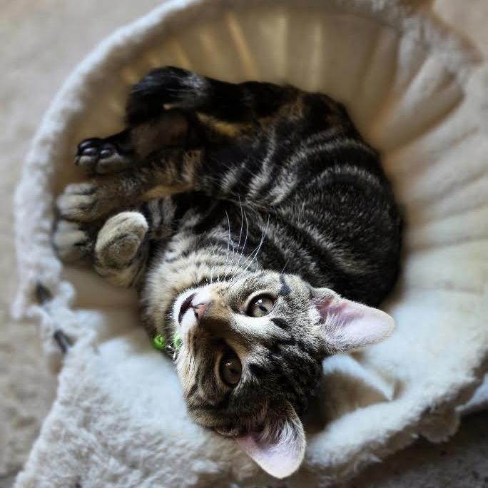 Enlarge Ripley, a Adoptable Domestic Short Hair in Madison, WI image 2/6