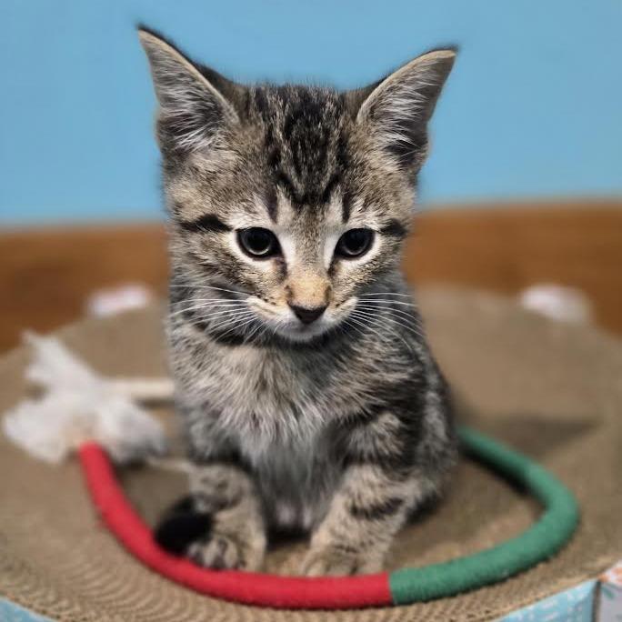 Enlarge Ripley, a Adoptable Domestic Short Hair in Madison, WI image 3/6
