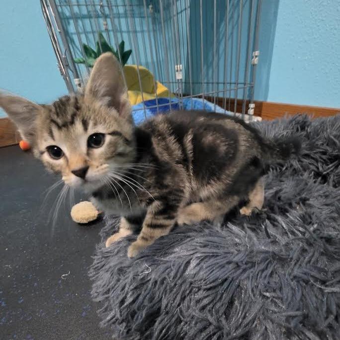 Enlarge Ripley, a Adoptable Domestic Short Hair in Madison, WI image 4/6