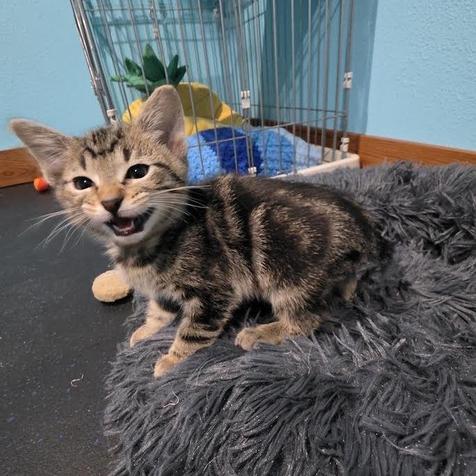 Enlarge Ripley, a Adoptable Domestic Short Hair in Madison, WI image 6/6