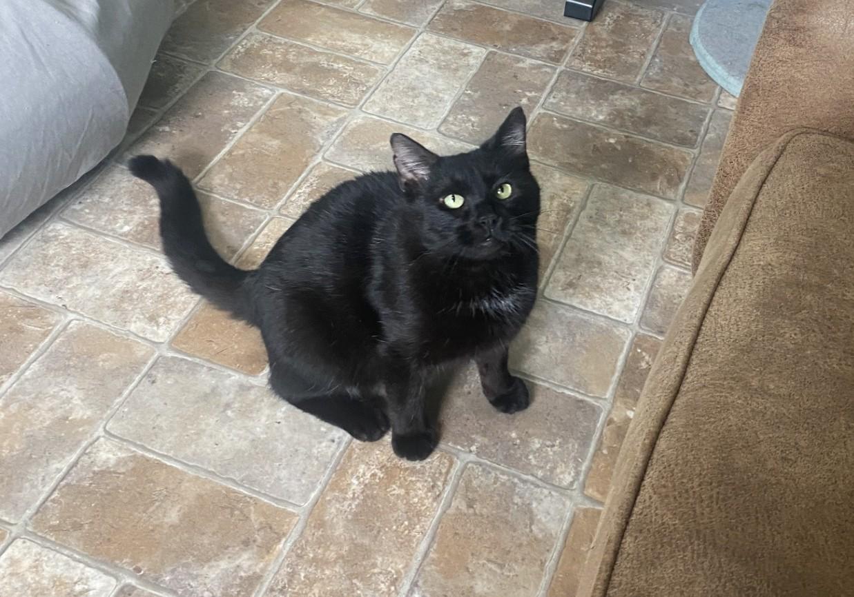 Enlarge Moose on the Loose, an adopted Domestic Short Hair in Altoona, PA image 3/3