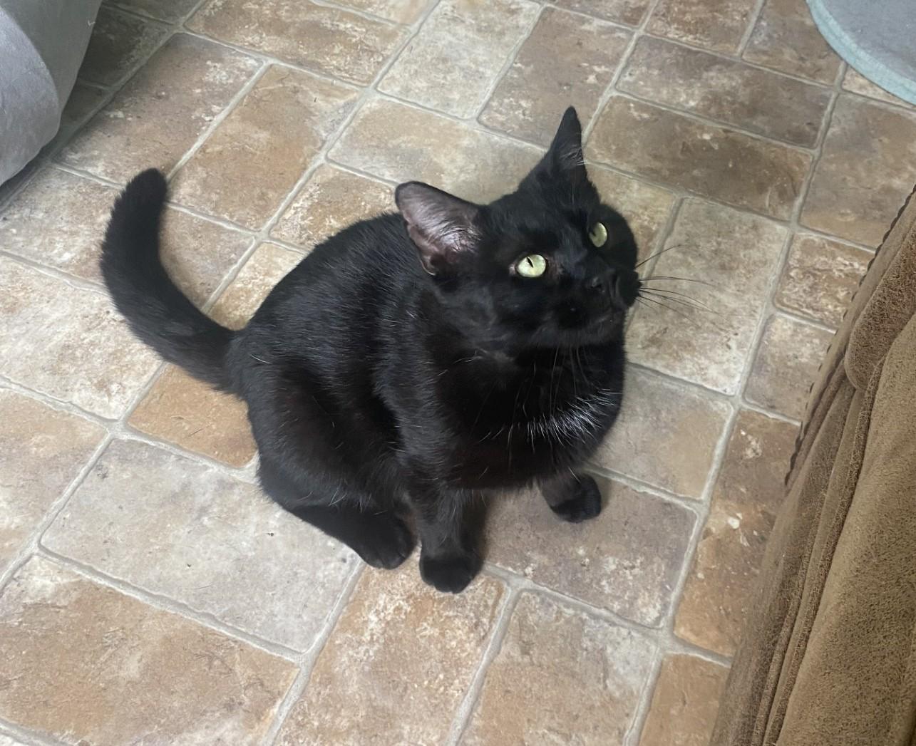 Enlarge Moose on the Loose, an adopted Domestic Short Hair in Altoona, PA image 2/3