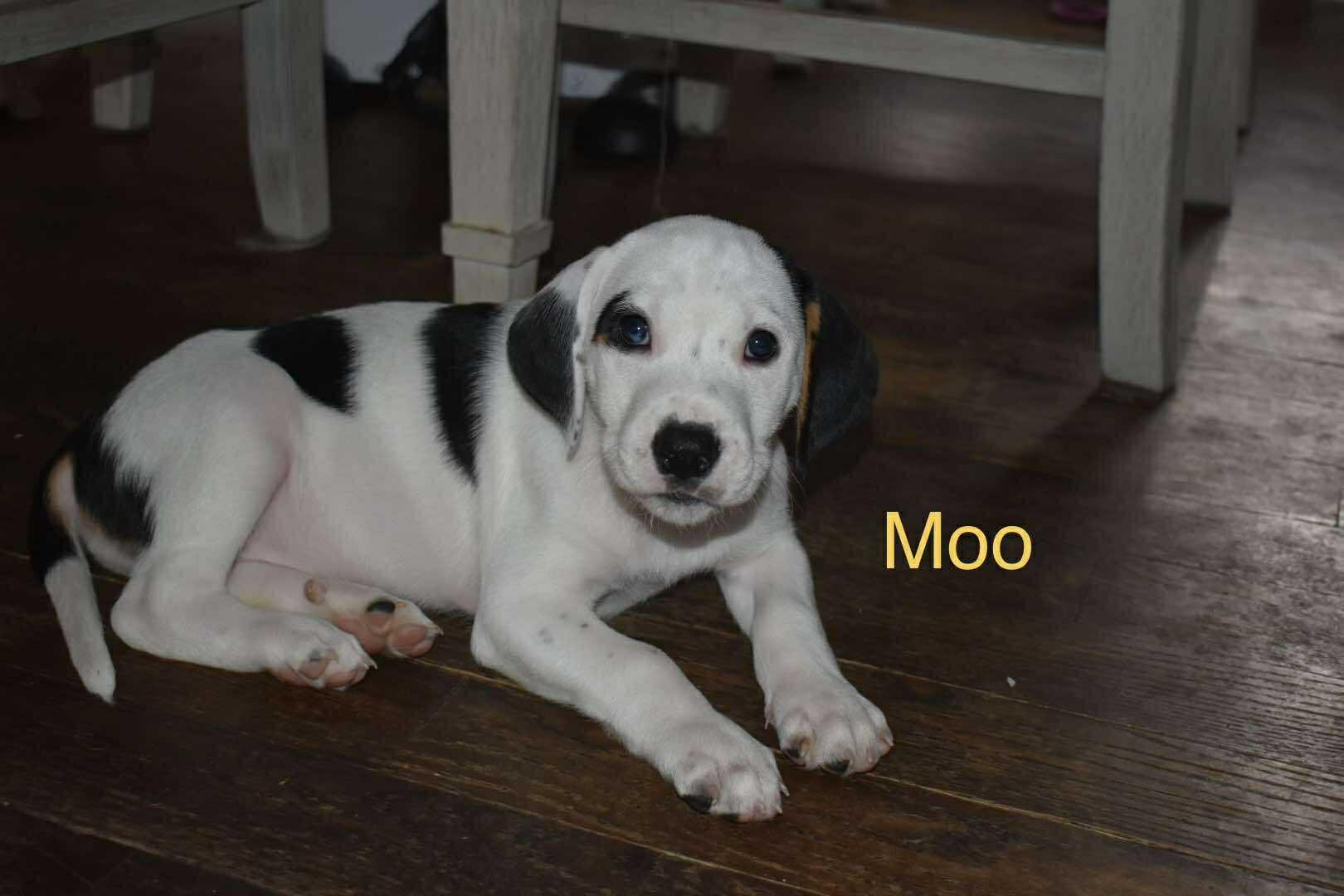 Moo, a Adoptable mixed breed in East Amherst, NY image 2/2