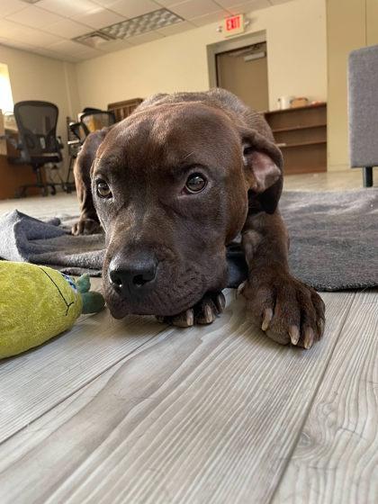 Echo, Adoptable, Adult Female Pit Bull Terrier & Mixed Breed.