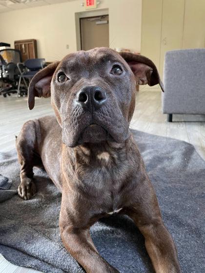 Echo, a Adoptable mixed breed in South Bend, IN image 2/3