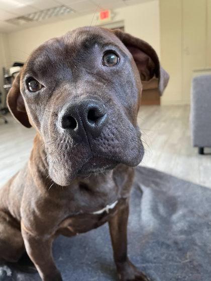 Echo, a Adoptable mixed breed in South Bend, IN image 3/3
