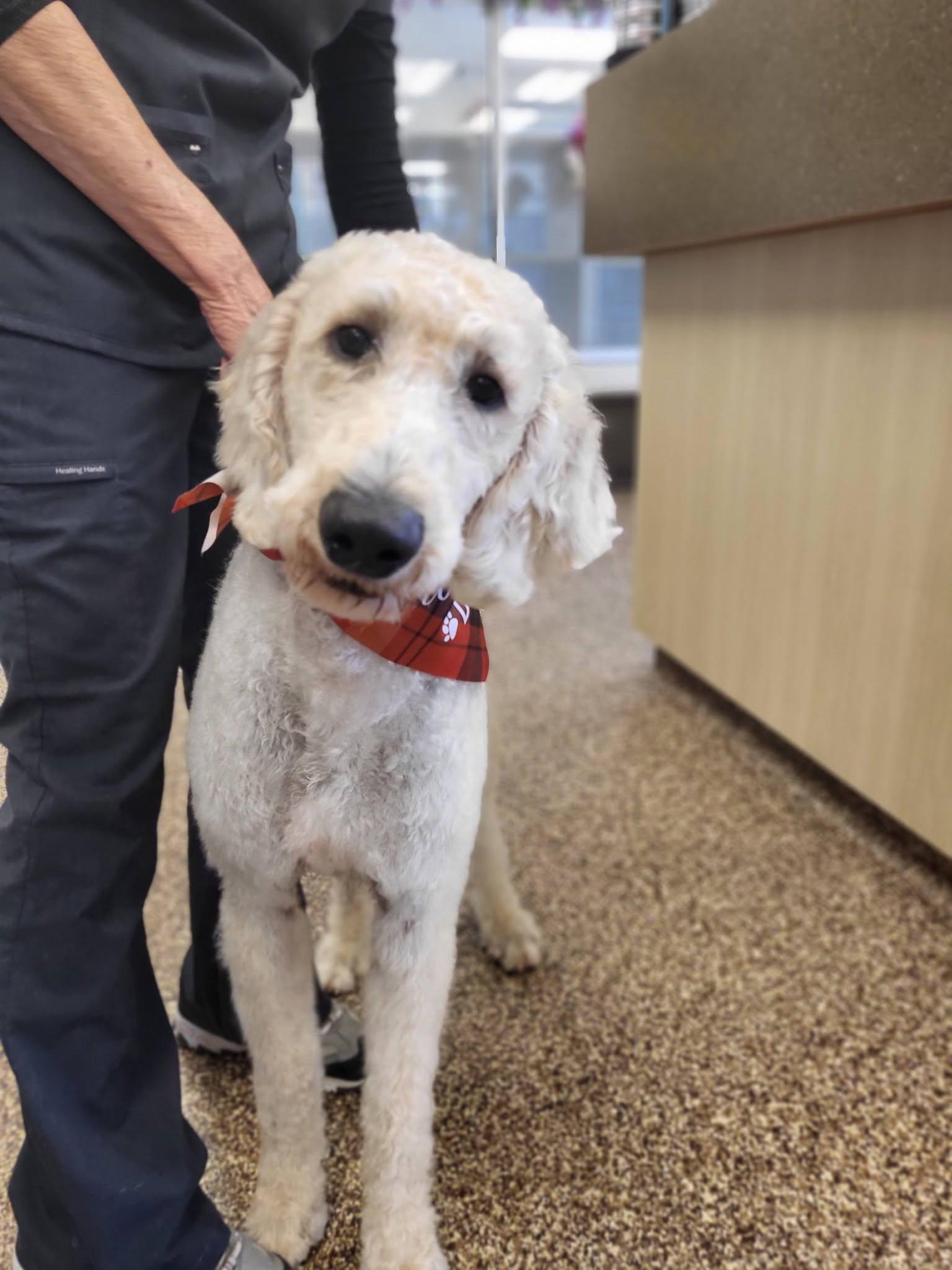 Stan, a ADOPTABLE Goldendoodle in Salisbury, NC image 4/4