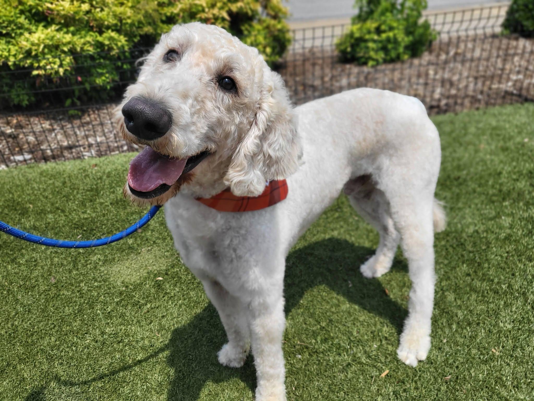 Stan, a ADOPTABLE Goldendoodle in Salisbury, NC image 1/4
