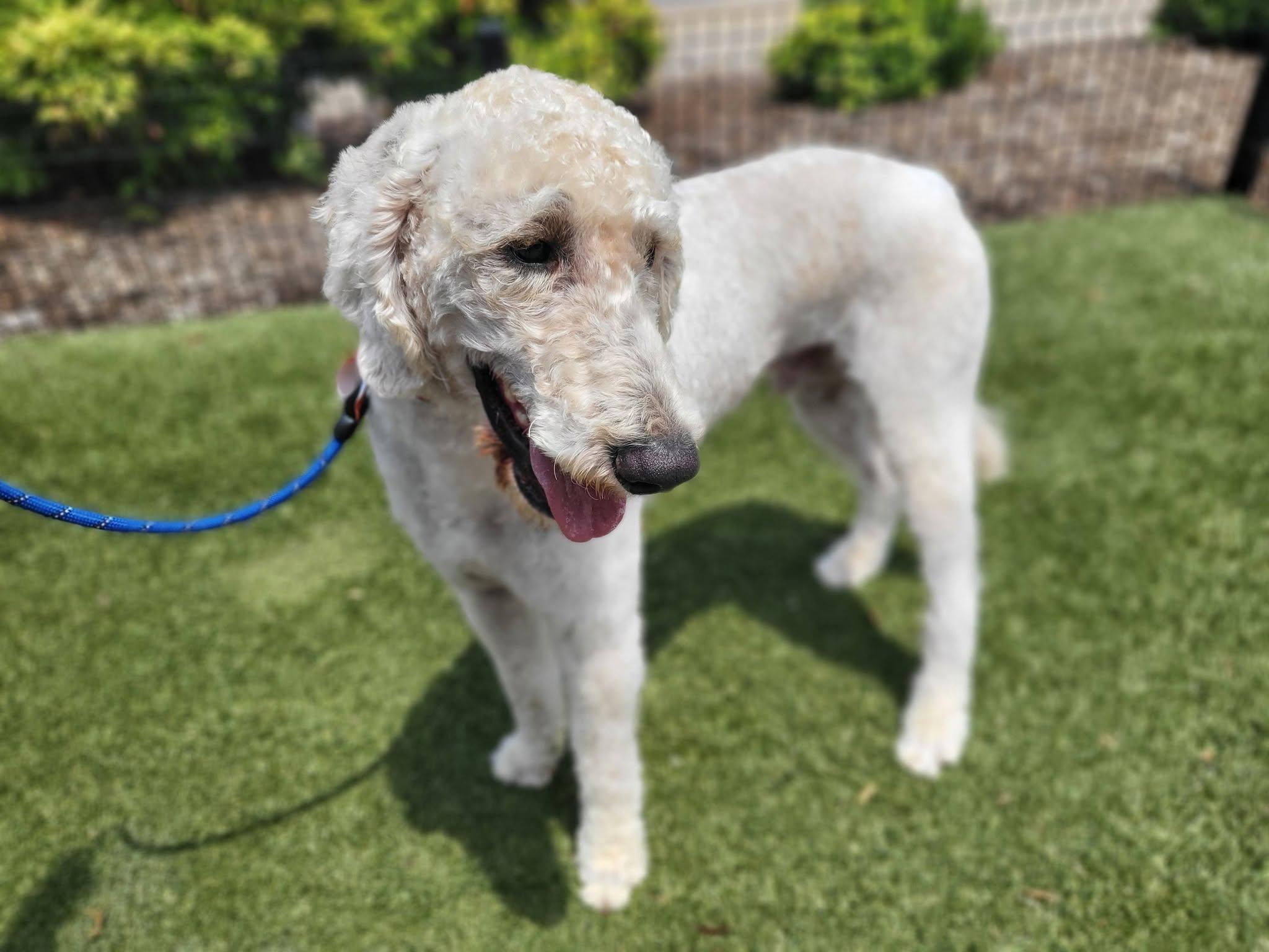 Stan, a ADOPTABLE Goldendoodle in Salisbury, NC image 3/4