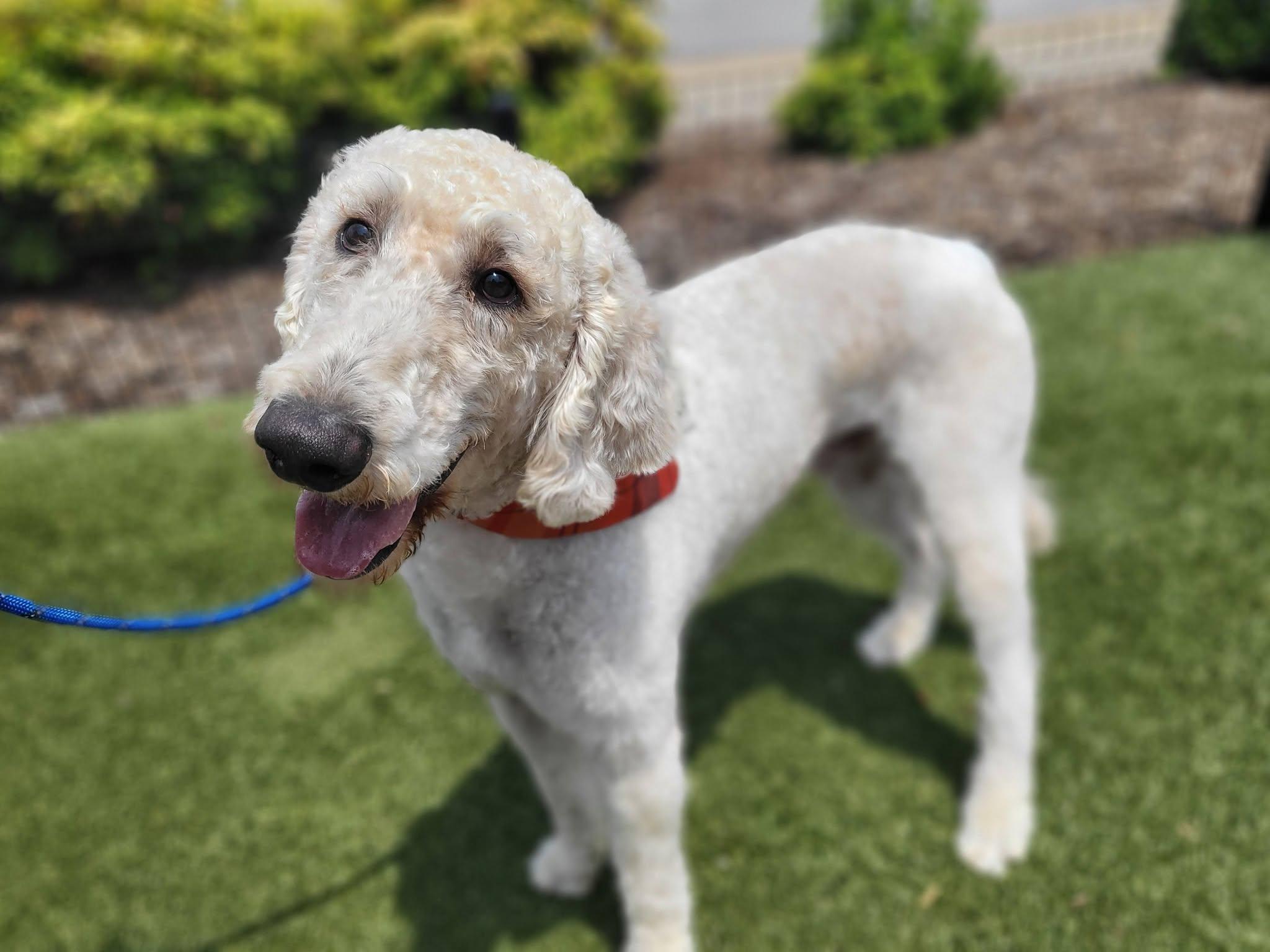 Stan, a ADOPTABLE Goldendoodle in Salisbury, NC image 2/4