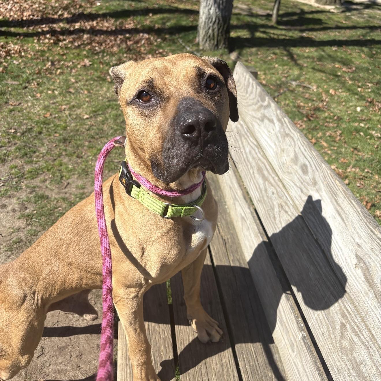 Enlarge Gator, a ADOPTABLE mixed breed in Eatontown, NJ image 3/5