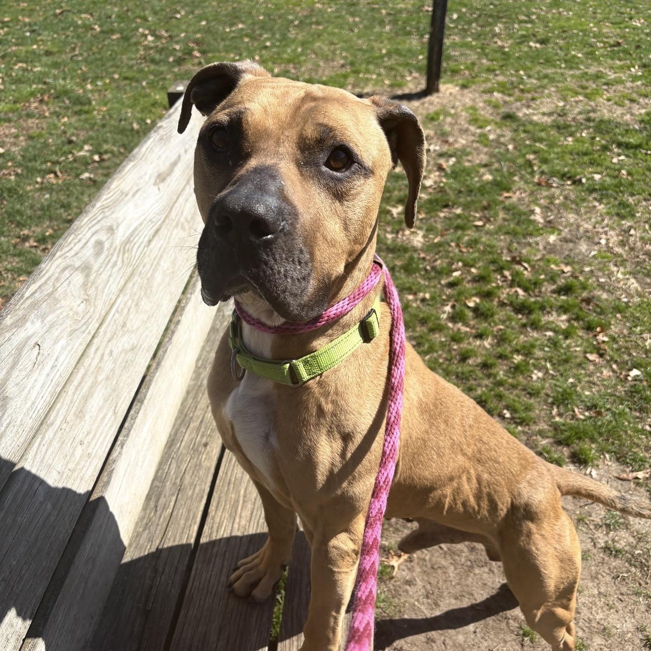 Enlarge Gator, a ADOPTABLE mixed breed in Eatontown, NJ image 4/5