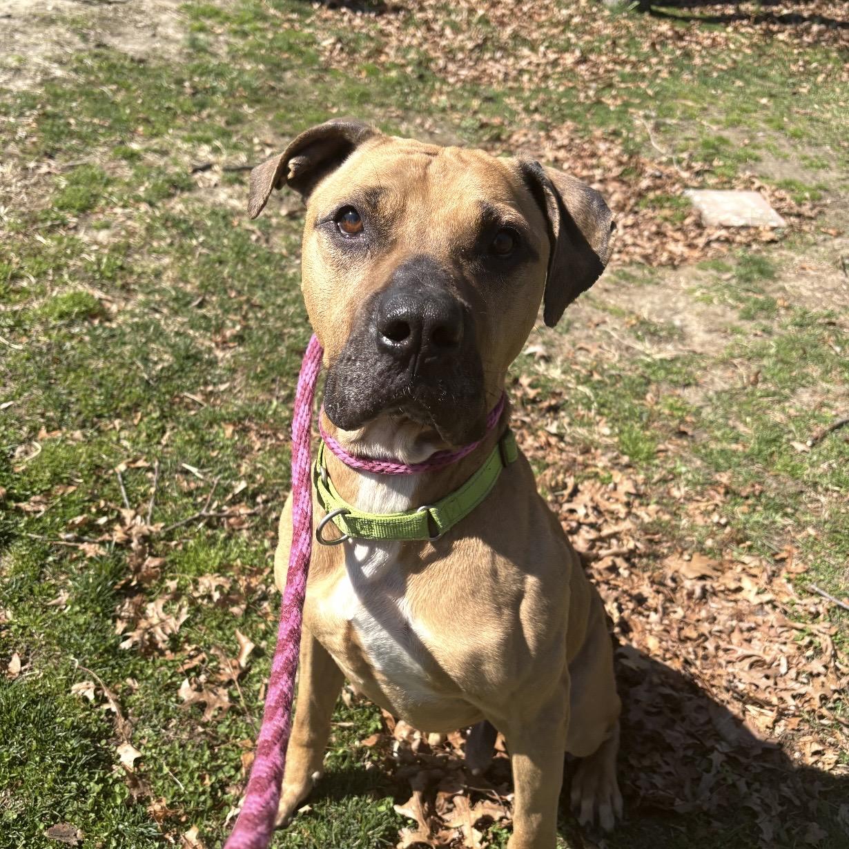 Gator, adoptable, Senior Male Pit Bull Terrier.