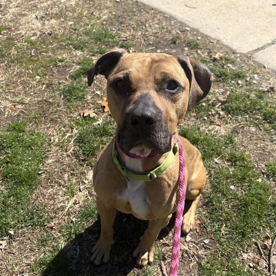 Enlarge Gator, a ADOPTABLE mixed breed in Eatontown, NJ image 5/5