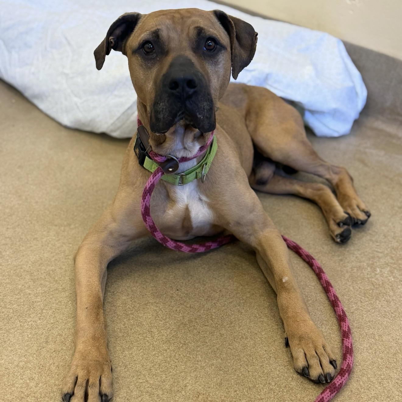 Gator, ADOPTABLE, Senior Male Pit Bull Terrier.