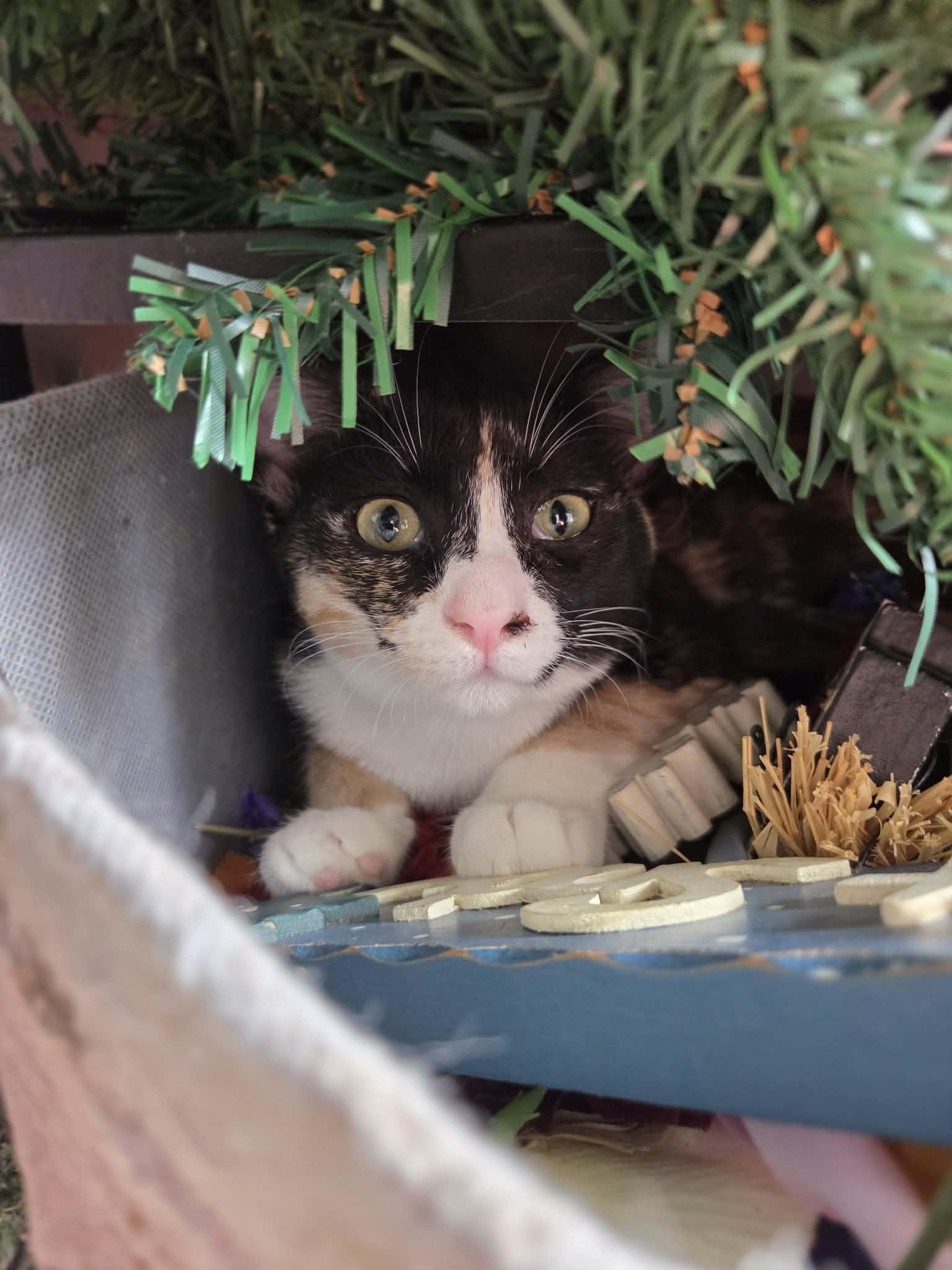 MARBLE, Adoptable, Young Female Domestic Short Hair & Calico.