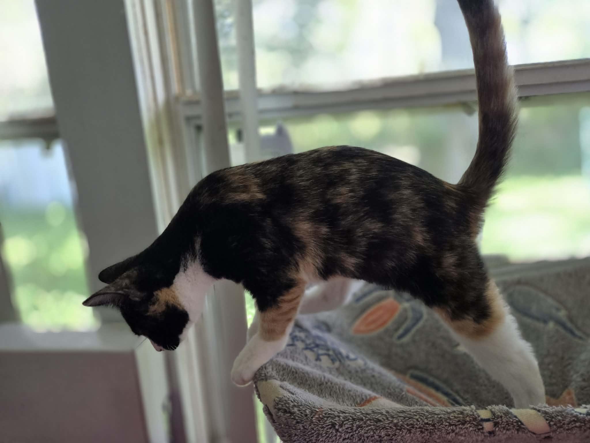 Enlarge MARBLE, a Adoptable mixed breed in Crystal River, FL image 2/3