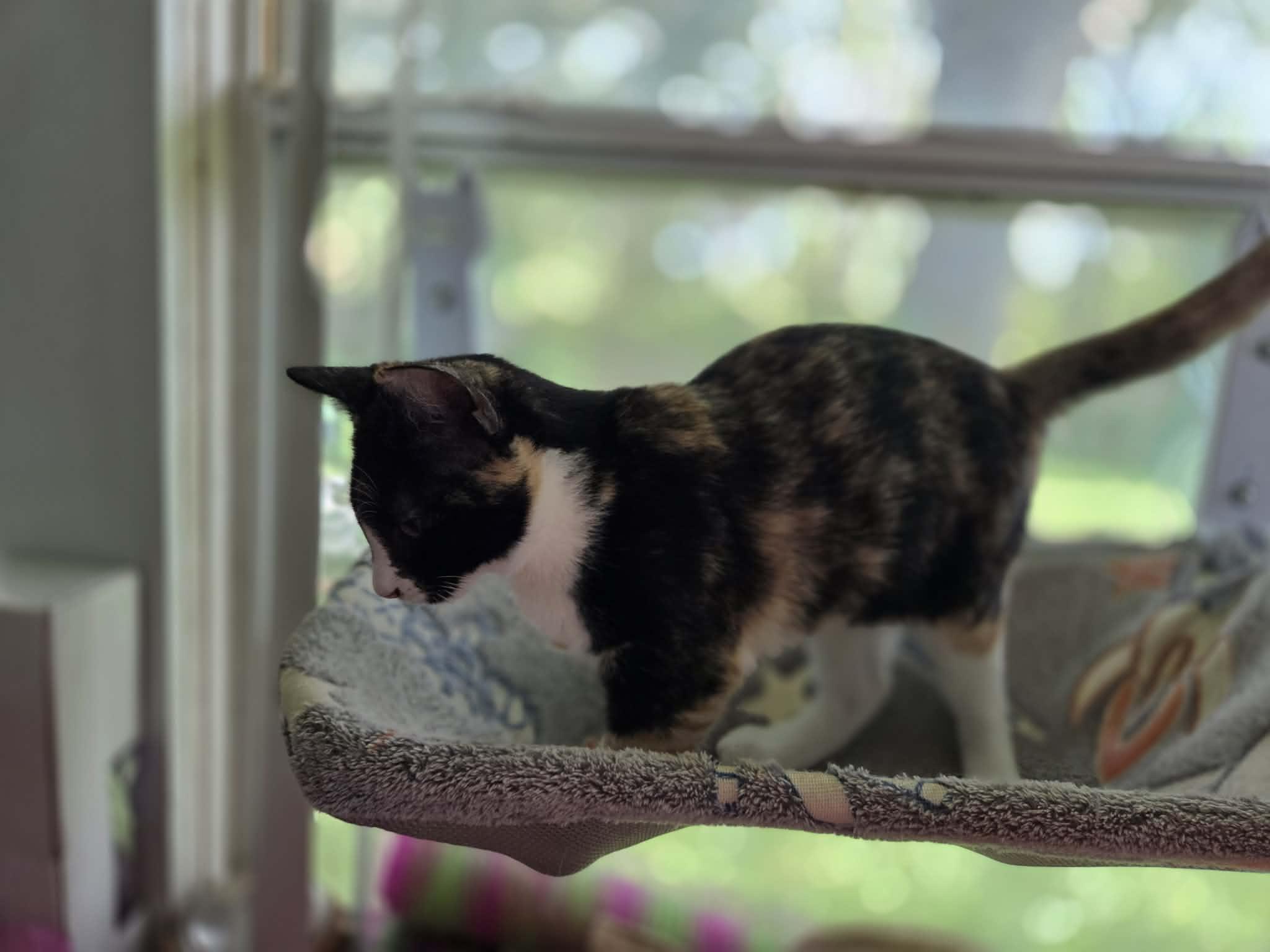 Enlarge MARBLE, a Adoptable mixed breed in Crystal River, FL image 3/3