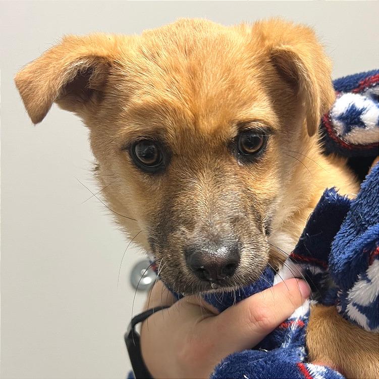 Charlie — thumbnail 2