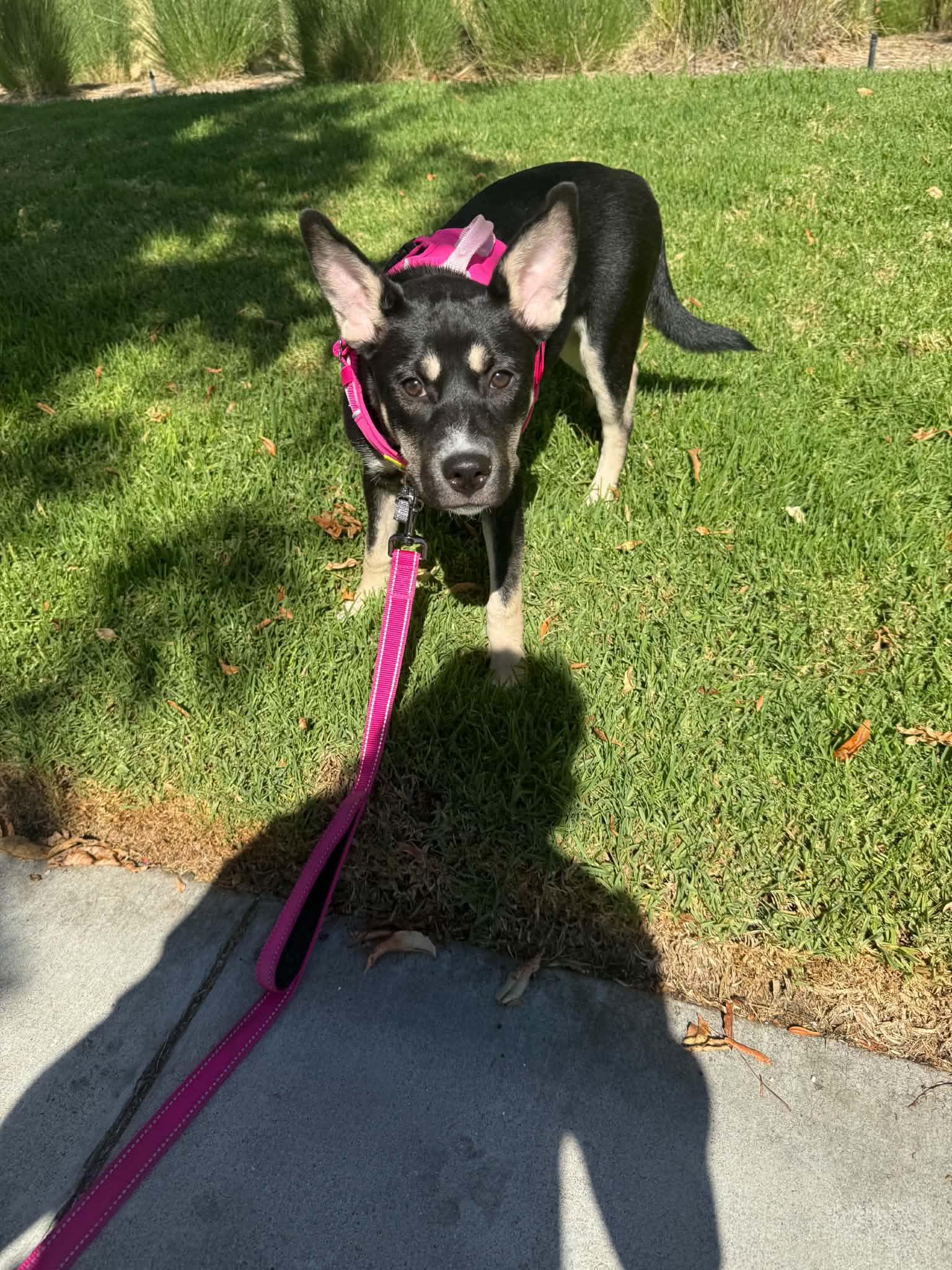 Enlarge Honey, a Adoptable Shepherd in Reseda, CA image 2/6