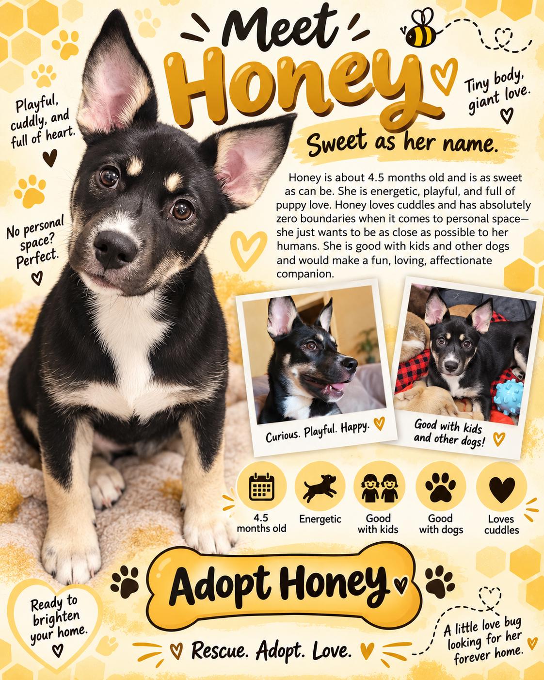 Enlarge Honey, a Adoptable Shepherd in Reseda, CA image 3/6