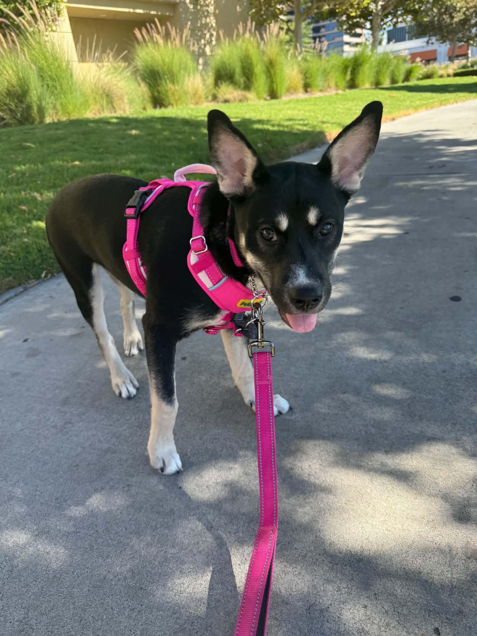 Honey, Adoptable, Puppy Female Shepherd.