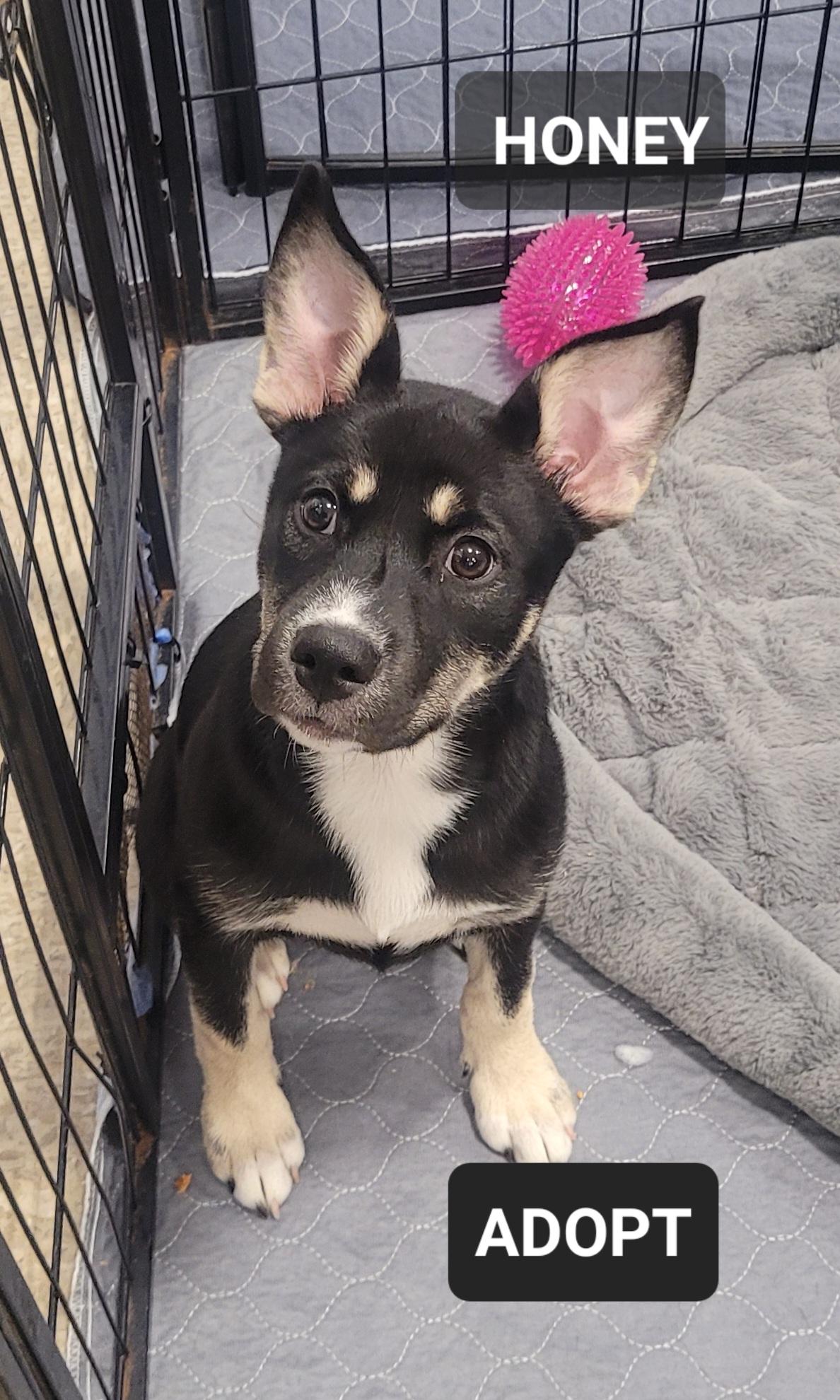 Enlarge Honey, a Adoptable Shepherd in Reseda, CA image 5/6