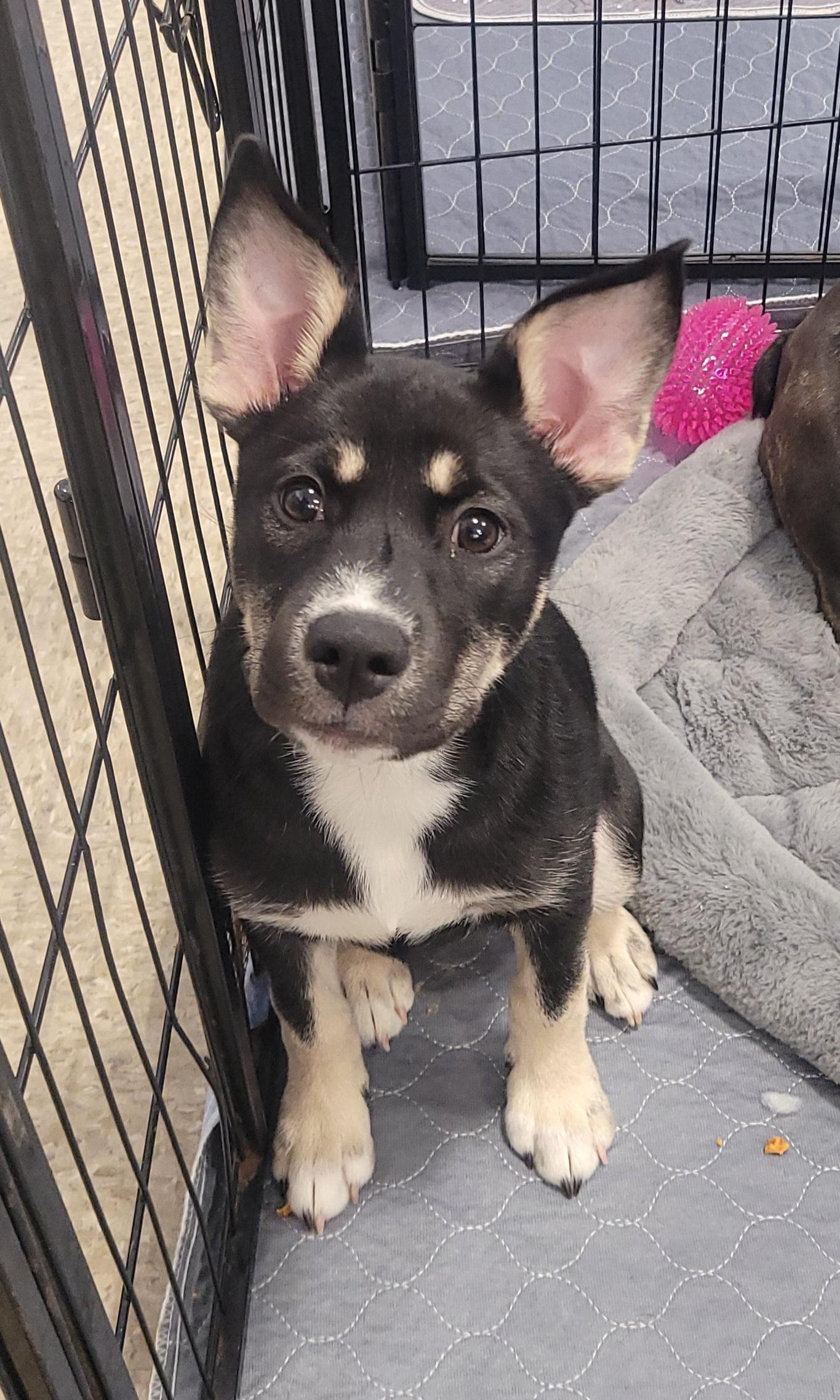 Enlarge Honey, a Adoptable Shepherd in Reseda, CA image 6/6