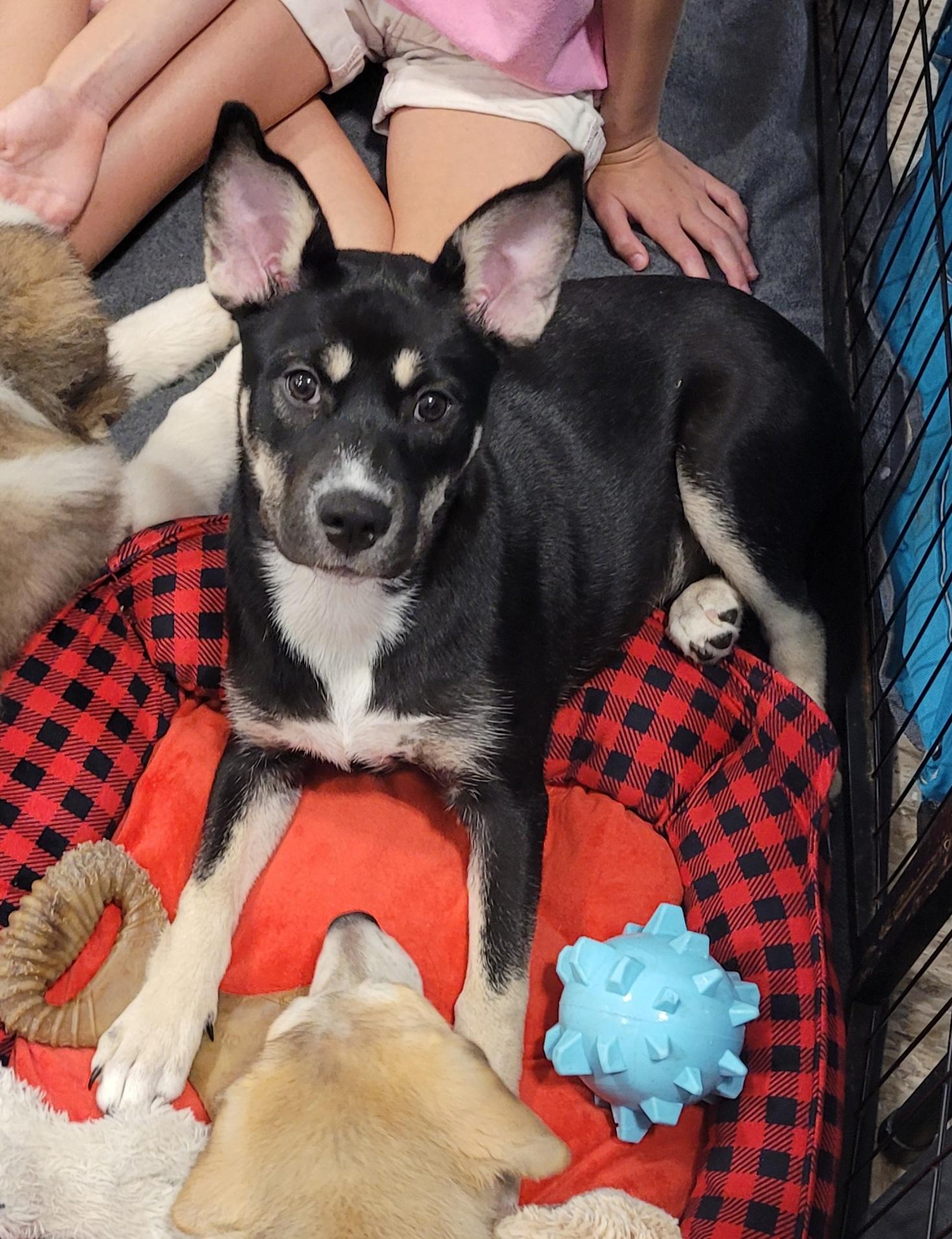 Enlarge Honey, a Adoptable Shepherd in Reseda, CA image 4/6